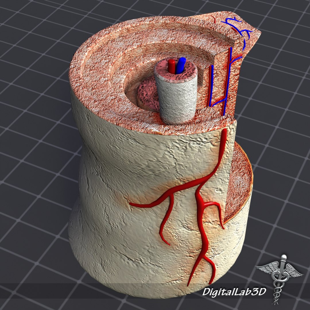 Human Bone Anatomy 3d Model