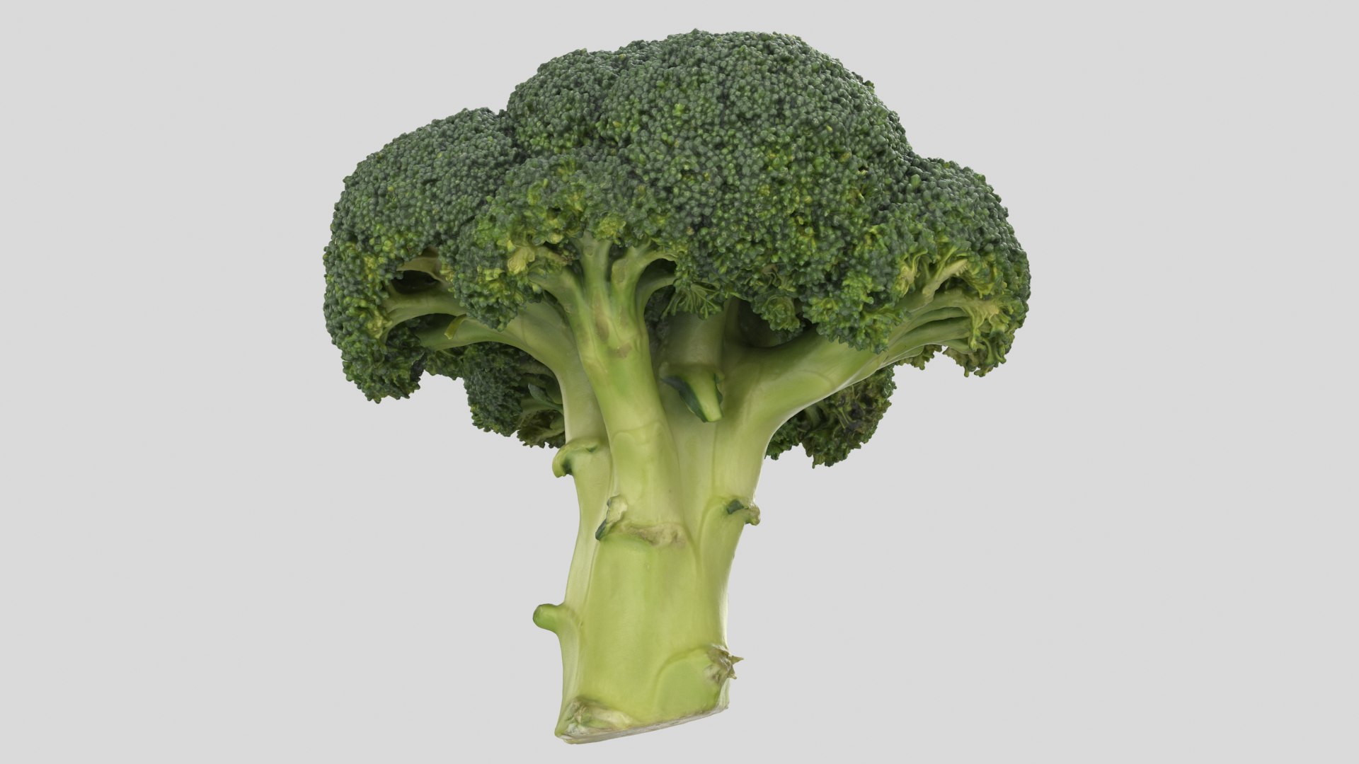 broccoli vegetable model https://p.turbosquid.com/ts-thumb/vk/iNjDWd/0c/broccoli_r6/png/1614153277/1920x1080/fit_q87/2b82ddf1c86087badc50f3cf0f852abb8c10d419/broccoli_r6.jpg