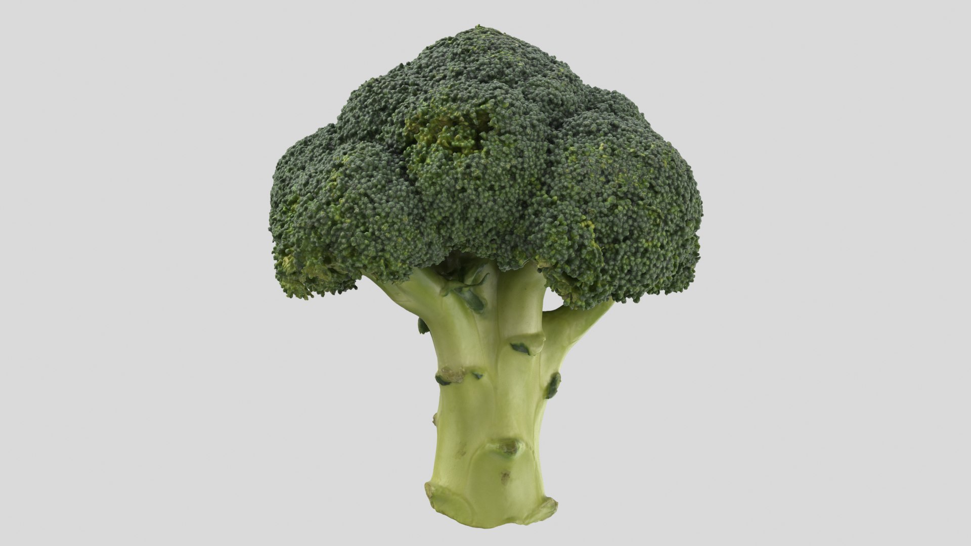 broccoli vegetable model https://p.turbosquid.com/ts-thumb/vk/iNjDWd/0r/broccoli_r1/png/1614153273/1920x1080/fit_q87/c1e870607b0fde3b86e60280e69d1b9cd98b2d17/broccoli_r1.jpg