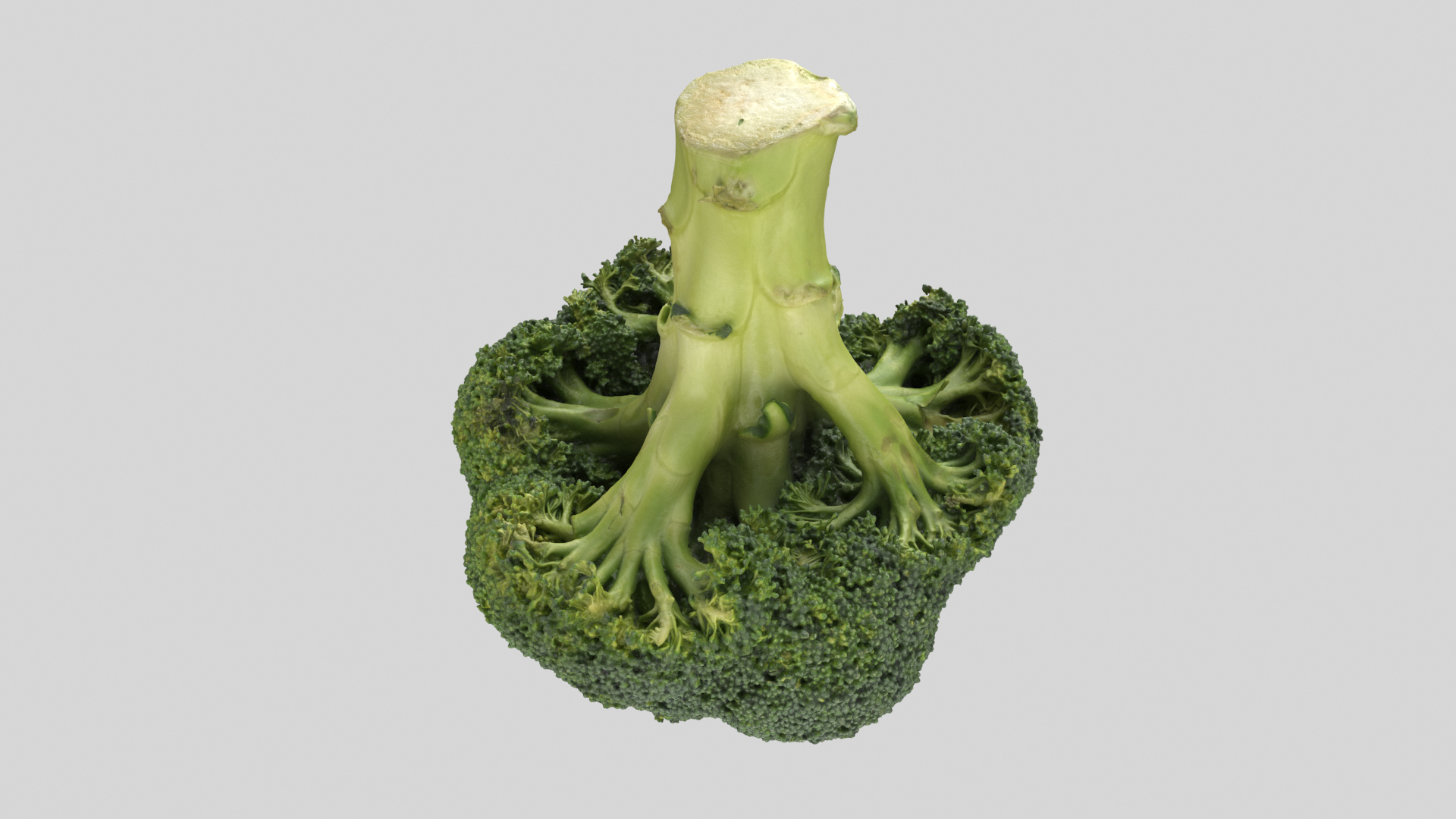 broccoli vegetable model https://p.turbosquid.com/ts-thumb/vk/iNjDWd/18/brocco2tt/png/1614153379/1920x1080/turn_fit_q99/55e600e51849cddac775b04a1a6764517123c6e5/brocco2tt-1.jpg