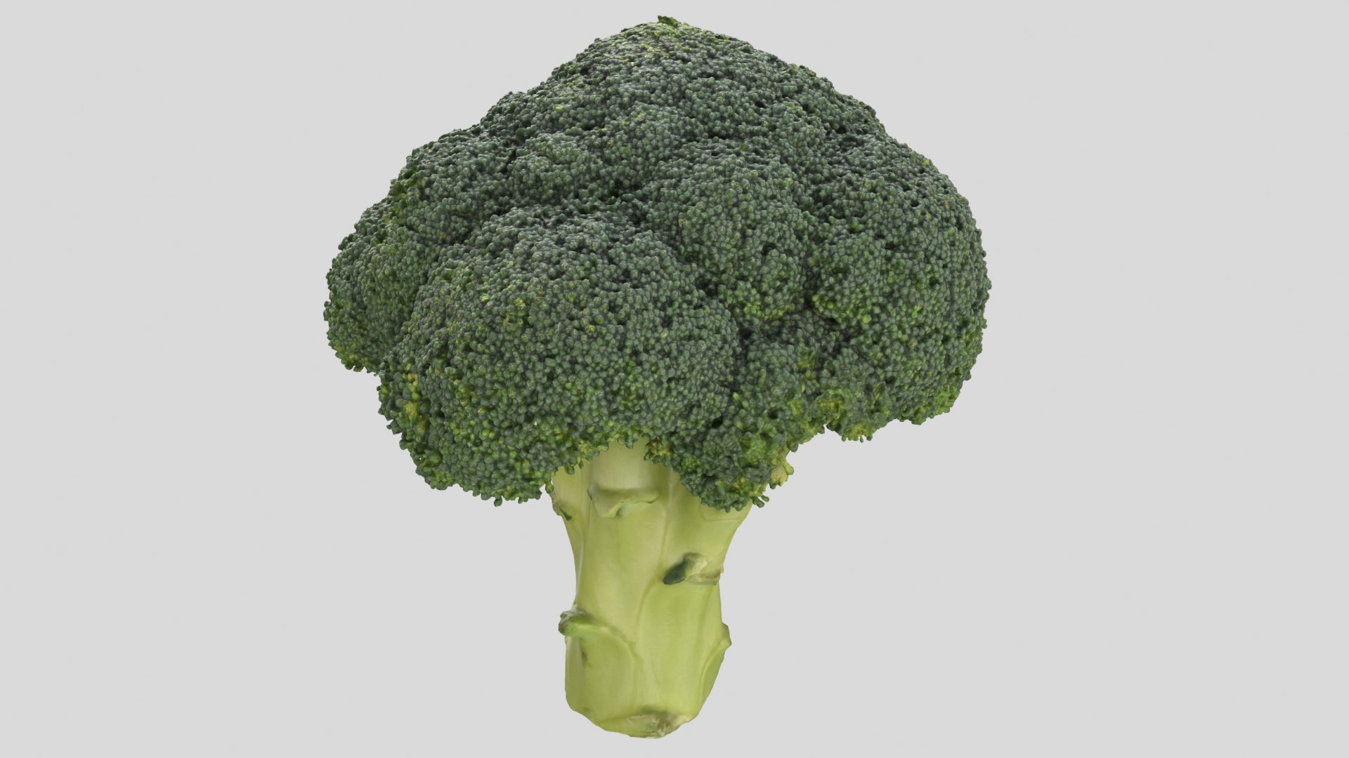 broccoli vegetable model https://p.turbosquid.com/ts-thumb/vk/iNjDWd/AE/broccoli_r5/png/1614153277/1920x1080/fit_q87/fda71fbb20d0ea5baecc623770ef7bee4c39ad8b/broccoli_r5.jpg