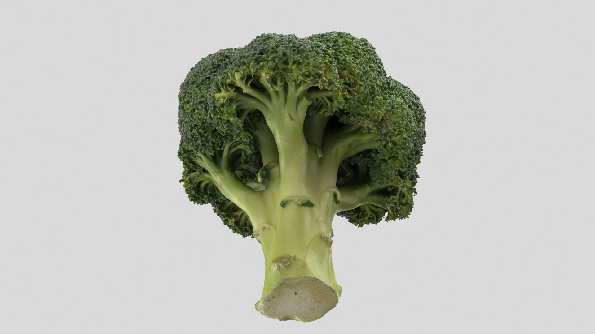 broccoli vegetable model https://p.turbosquid.com/ts-thumb/vk/iNjDWd/Ey/broccoli_r2/png/1614153274/1920x1080/fit_q87/79a620795dd20bd46878e12bdb701c02473d07b1/broccoli_r2.jpg