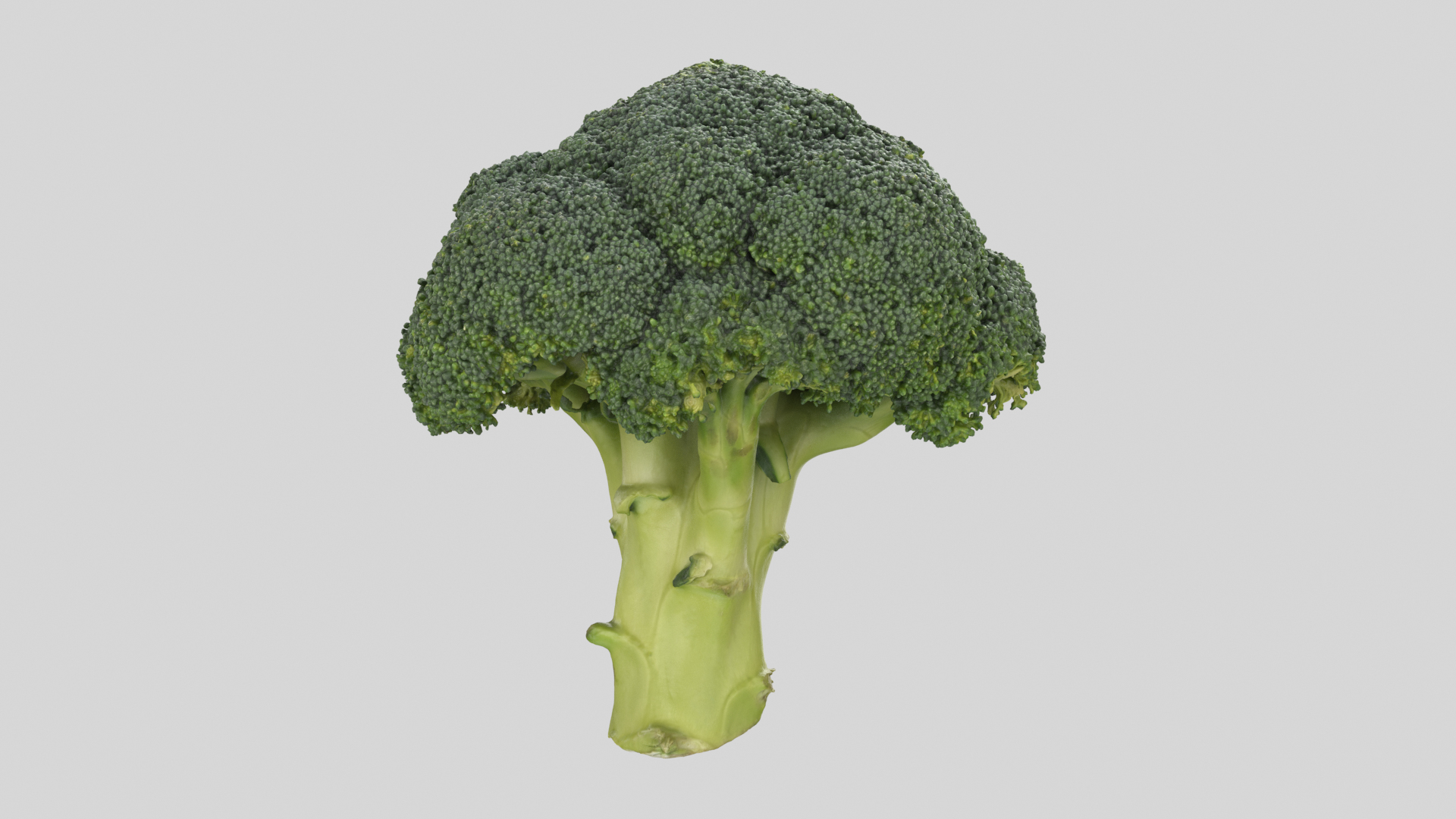 broccoli vegetable model https://p.turbosquid.com/ts-thumb/vk/iNjDWd/Zu/broccott/png/1614153299/1920x1080/turn_fit_q99/89ecfc4857ffa3ab99e55de86c97f4ad304c88b4/broccott-1.jpg