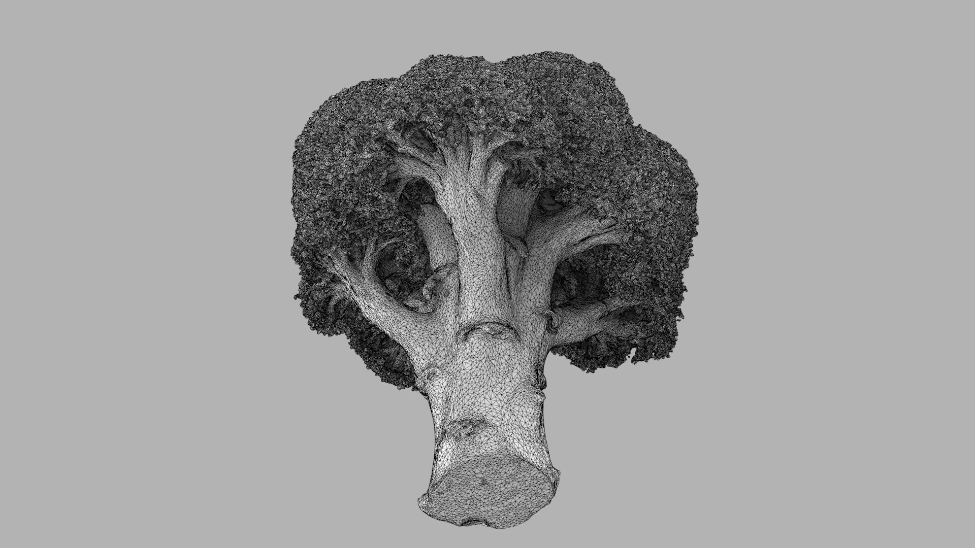 broccoli vegetable model https://p.turbosquid.com/ts-thumb/vk/iNjDWd/cq/broccoli_r2w/png/1614153274/1920x1080/fit_q87/3b4141c0976c1b445cf253017fde3a65a507105b/broccoli_r2w.jpg