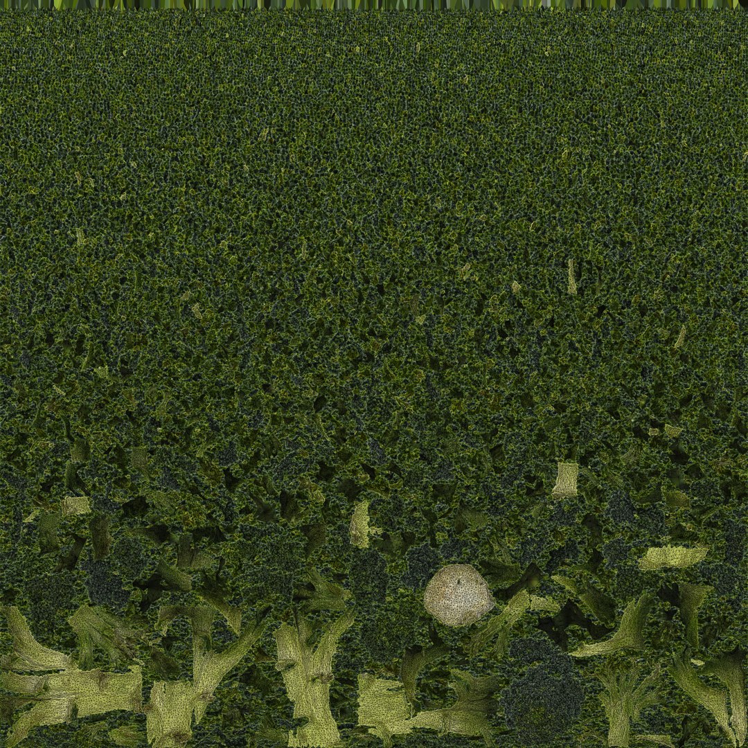 broccoli vegetable model https://p.turbosquid.com/ts-thumb/vk/iNjDWd/ho/broccoli_ruv/jpg/1614153292/1920x1080/fit_q87/f20eaa9d630fd18bd963a55779dbfa92d929b3ba/broccoli_ruv.jpg