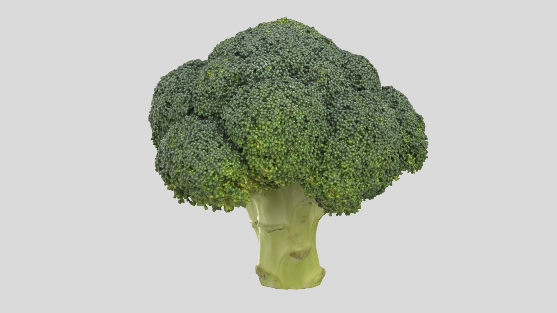 broccoli vegetable model https://p.turbosquid.com/ts-thumb/vk/iNjDWd/y3/broccoli_r7/png/1614153279/1920x1080/fit_q87/da5f22d157738acb42ff8e9664a49831a85262a6/broccoli_r7.jpg