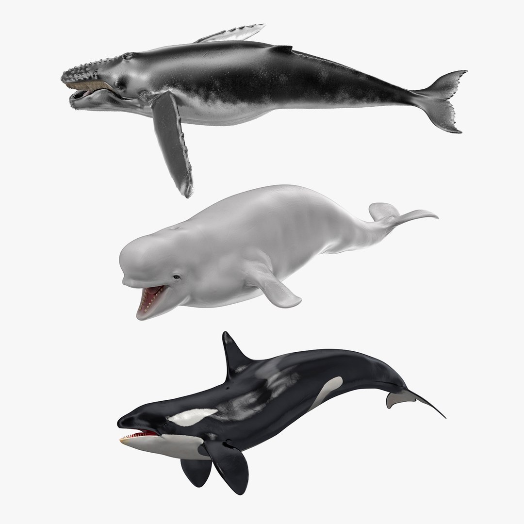 Whales Collection 3D model preview
