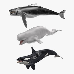 Whales Collection
