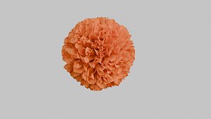 Marigold flower model