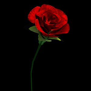 3D red rose flower