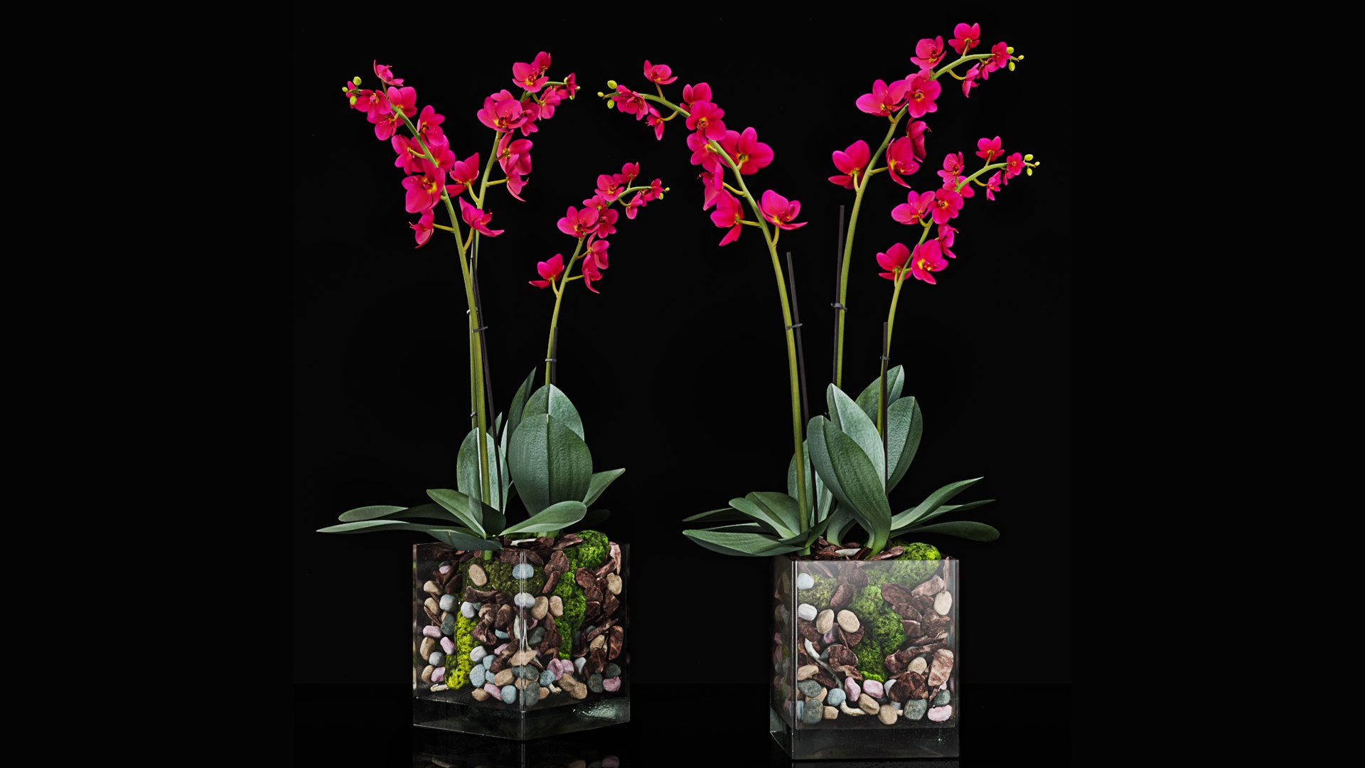 3D Plant 28 https://p.turbosquid.com/ts-thumb/vl/Cxkbot/pC/pr4_28_2/png/1669114279/1920x1080/fit_q87/51df05189409f23360e126aa69cf9f0b1459ebda/pr4_28_2.jpg