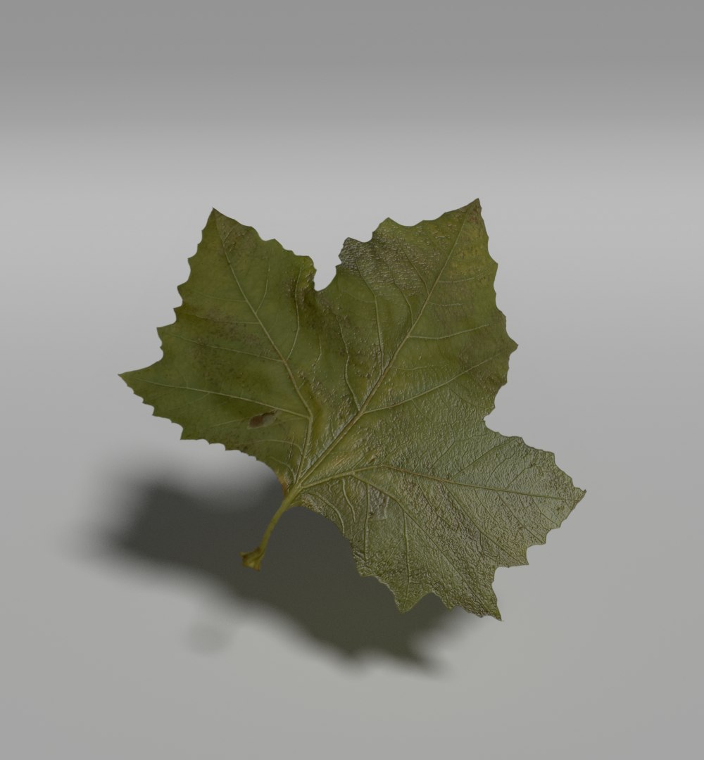 3D Pack Leaf Plant - TurboSquid 1299609