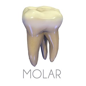 3ds teeth upper molar