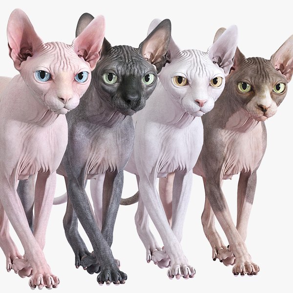 3D Sphynx Cat Animated Collection - TurboSquid 1777415