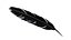 Crow Feather