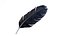 Crow Feather