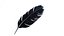 Crow Feather