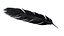 Crow Feather