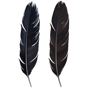 3D Crow Feather