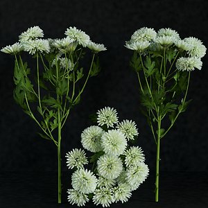 Chrysanthemum