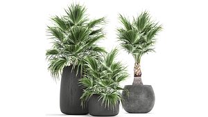 palm decorative pot 3D
