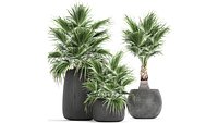 Decorative palm in a flowerpot 814