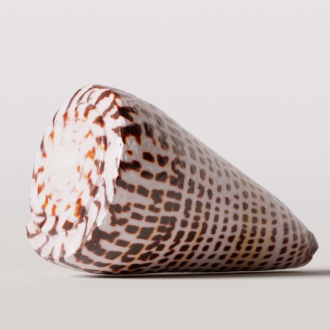 seashell shell 3D https://p.turbosquid.com/ts-thumb/vl/wvNyYi/7hHf5I3a/4/jpg/1552548414/1920x1080/fit_q87/b6236d61106e9e01145aaf43943785f90d8c38e5/4.jpg