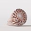 Seashell