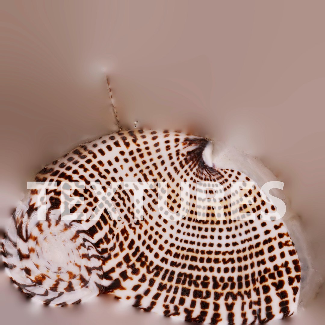 seashell shell 3D https://p.turbosquid.com/ts-thumb/vl/wvNyYi/M9tDZ3Bx/10/jpg/1552549371/1920x1080/fit_q87/f4cb36ffaa33928ac9d8e77df2b9150d3d9edb6a/10.jpg