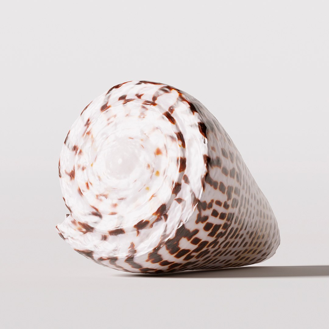 seashell shell 3D https://p.turbosquid.com/ts-thumb/vl/wvNyYi/Wz5wiZ3D/3/jpg/1552548325/1920x1080/fit_q87/d71e0ae454f0840d0e56f323cc2df8053b05b5d5/3.jpg