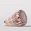 Seashell