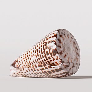 Cypraecassis rufa seashell model - TurboSquid 1387280