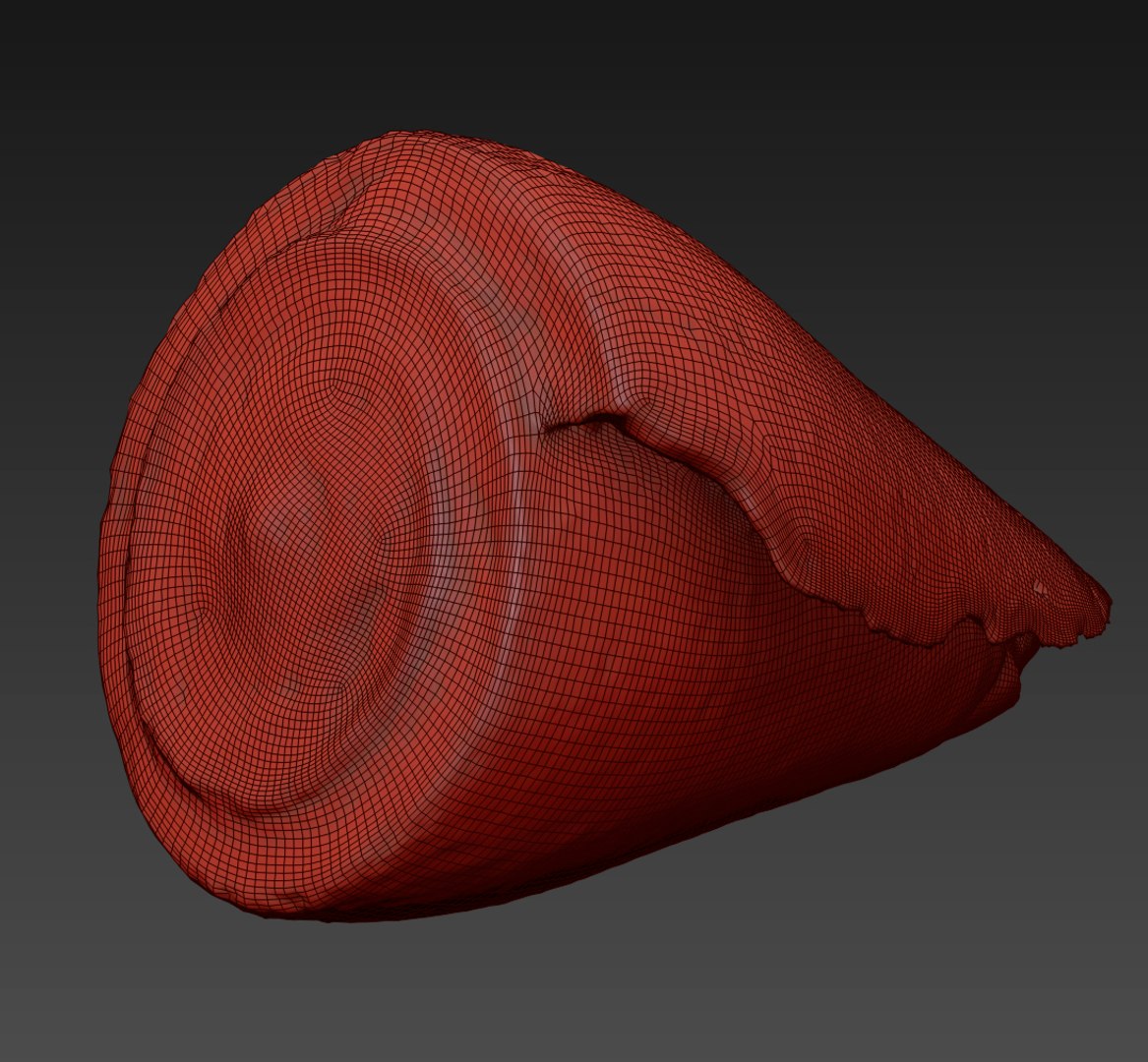seashell shell 3D https://p.turbosquid.com/ts-thumb/vl/wvNyYi/ZQ7xAyQE/9/jpg/1552548414/1920x1080/fit_q87/e4e118ca92e7ffb13c6fc747a192486acfa6cbc2/9.jpg