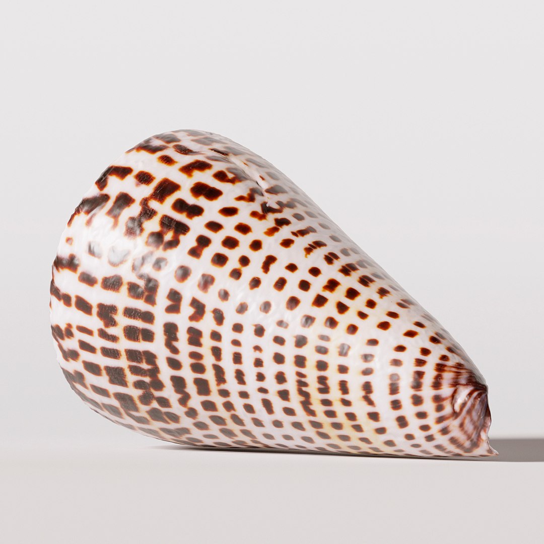 seashell shell 3D https://p.turbosquid.com/ts-thumb/vl/wvNyYi/fn78qANC/5/jpg/1552548414/1920x1080/fit_q87/8afad24bc96d37f0a9bde60b2b1669c8a1b4a29d/5.jpg