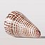 Seashell