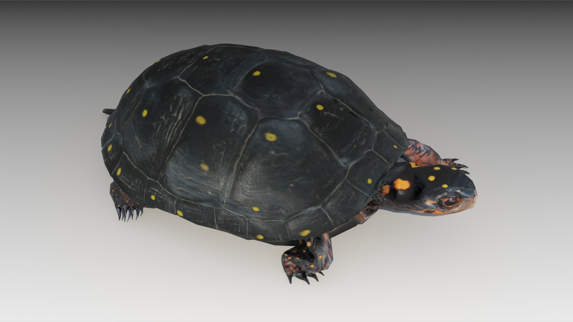 turtle reptile 3D https://p.turbosquid.com/ts-thumb/vm/2zLoxq/6BRhjpn9/spottedturtle_screenshot_06/jpg/1602678045/1920x1080/fit_q87/68c7b80bd2b5297365af5fcb720f7bf692a17163/spottedturtle_screenshot_06.jpg
