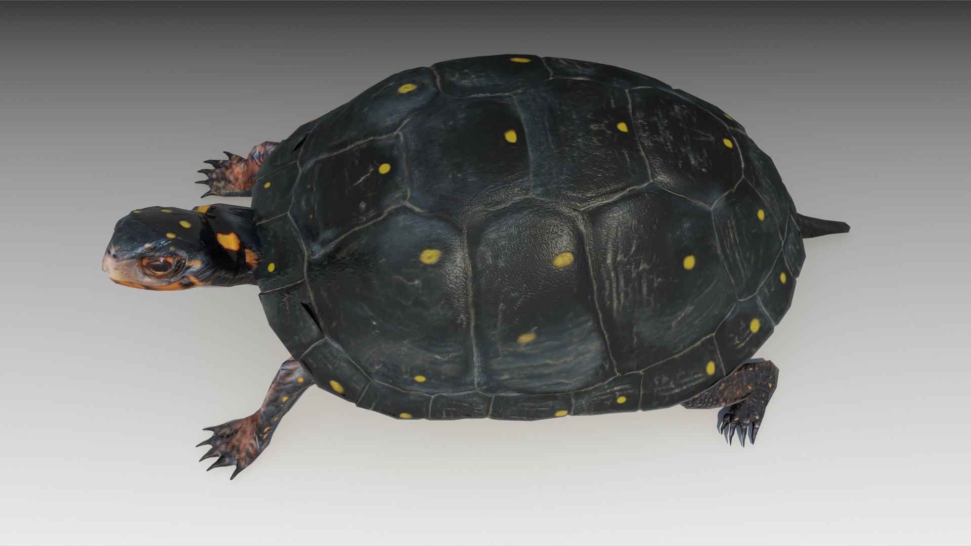 turtle reptile 3D https://p.turbosquid.com/ts-thumb/vm/2zLoxq/7qLTidn6/spottedturtle_screenshot_04/jpg/1602678045/1920x1080/fit_q87/b668b5891ddddff3caa2508f60ff6603b51f6ab9/spottedturtle_screenshot_04.jpg