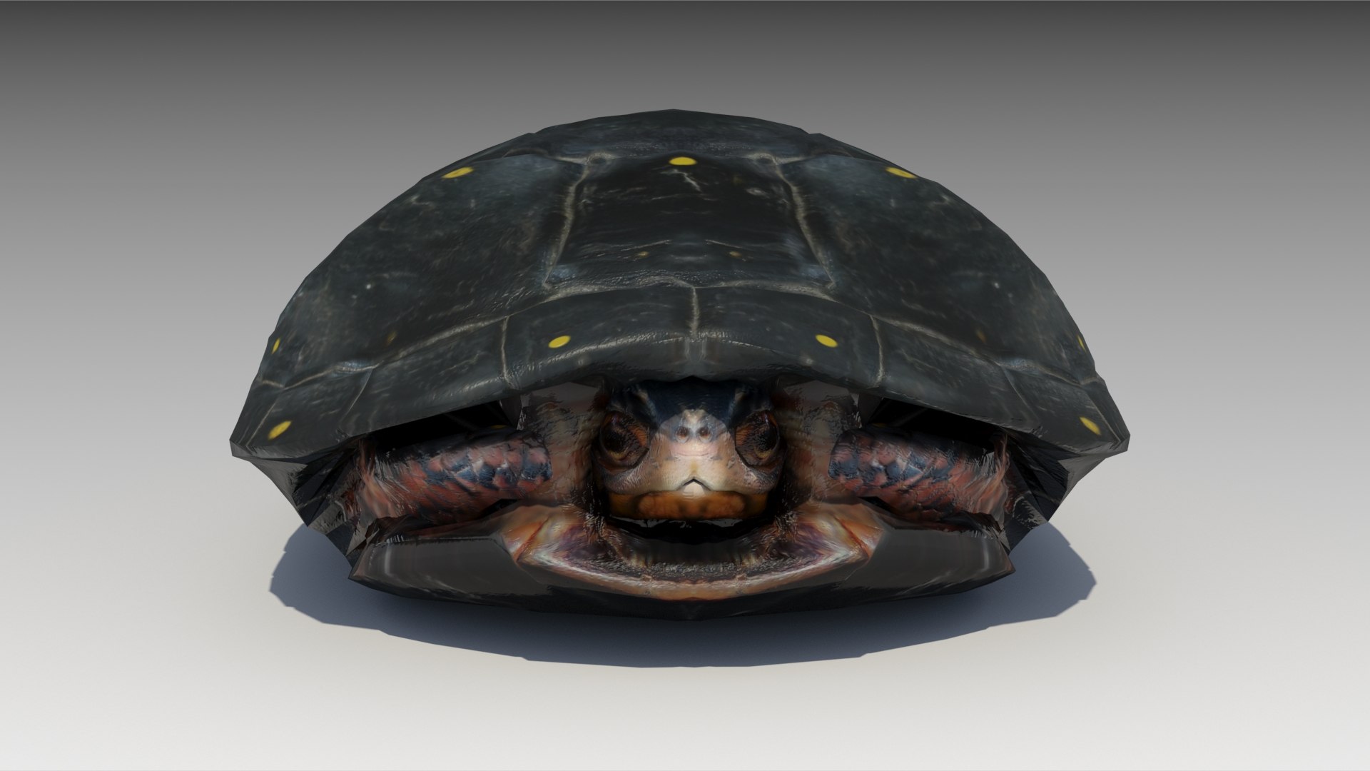 turtle reptile 3D https://p.turbosquid.com/ts-thumb/vm/2zLoxq/H8MAfPKX/spottedturtle_screenshot_07/jpg/1602678045/1920x1080/fit_q87/d87acf6679a4c469b33e7ab958c0e97f99c13345/spottedturtle_screenshot_07.jpg