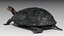 Spotted-turtle