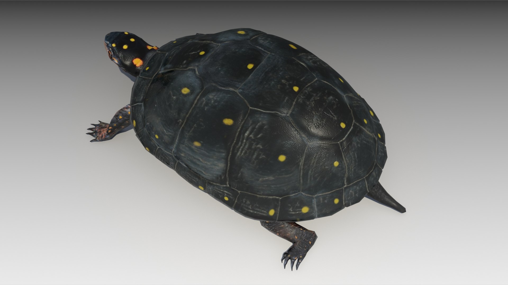 turtle reptile 3D https://p.turbosquid.com/ts-thumb/vm/2zLoxq/XFyZwNhS/spottedturtle_screenshot_05/jpg/1602678045/1920x1080/fit_q87/9fc440c98f443b307fc36a2722fb24750e7917a1/spottedturtle_screenshot_05.jpg