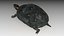 Spotted-turtle