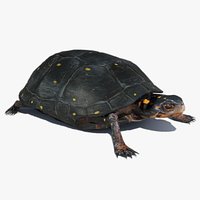 Spotted-turtle