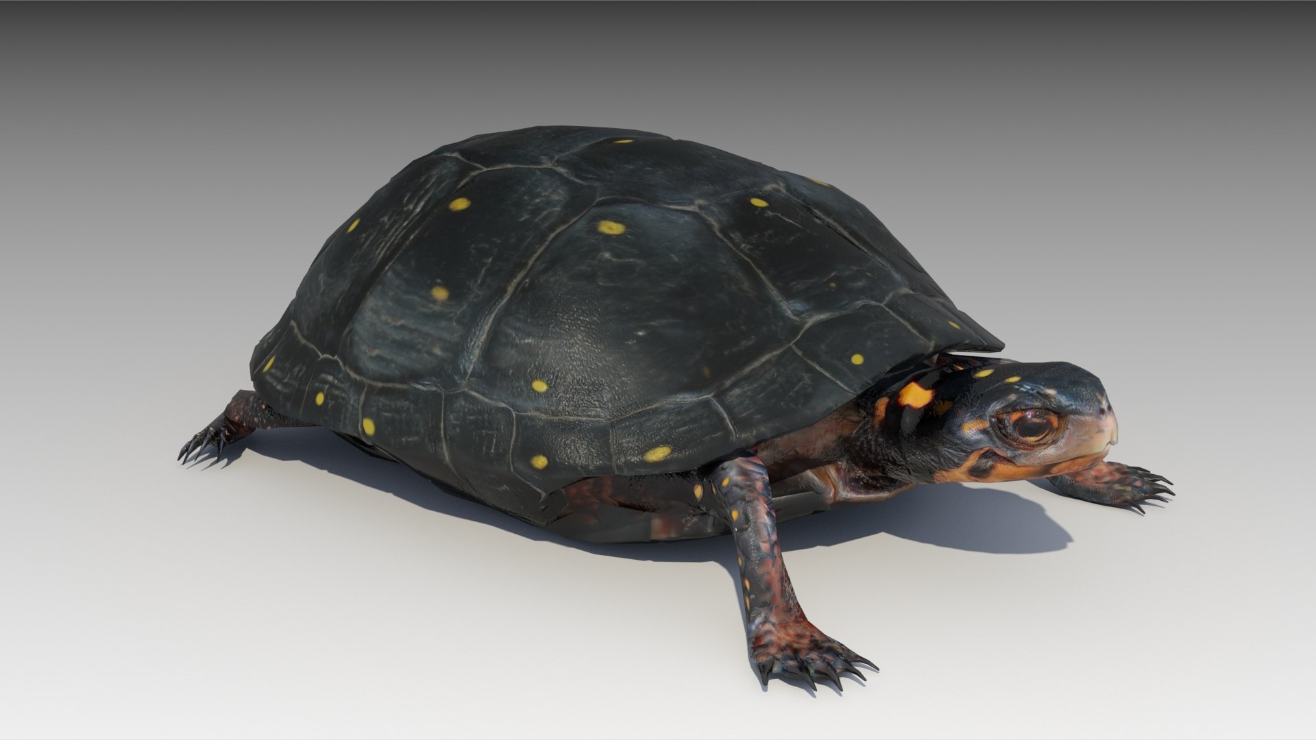 turtle reptile 3D https://p.turbosquid.com/ts-thumb/vm/2zLoxq/dVxWHsL1/spottedturtle_screenshot_01/jpg/1602678045/1920x1080/fit_q87/a7581647b9a305196b4ce0927ddae0bed545f471/spottedturtle_screenshot_01.jpg