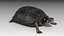 Spotted-turtle