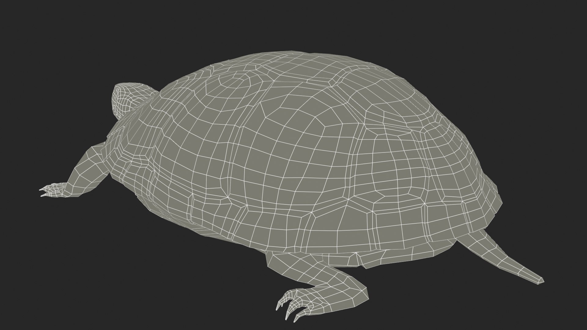turtle reptile 3D https://p.turbosquid.com/ts-thumb/vm/2zLoxq/mo/spottedturtle_screenshot_wire02/jpg/1614681185/1920x1080/fit_q87/a2416ef2d2969d8ee6edd4caab7db715a779c9cf/spottedturtle_screenshot_wire02.jpg