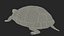 Spotted-turtle