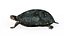 Spotted-turtle