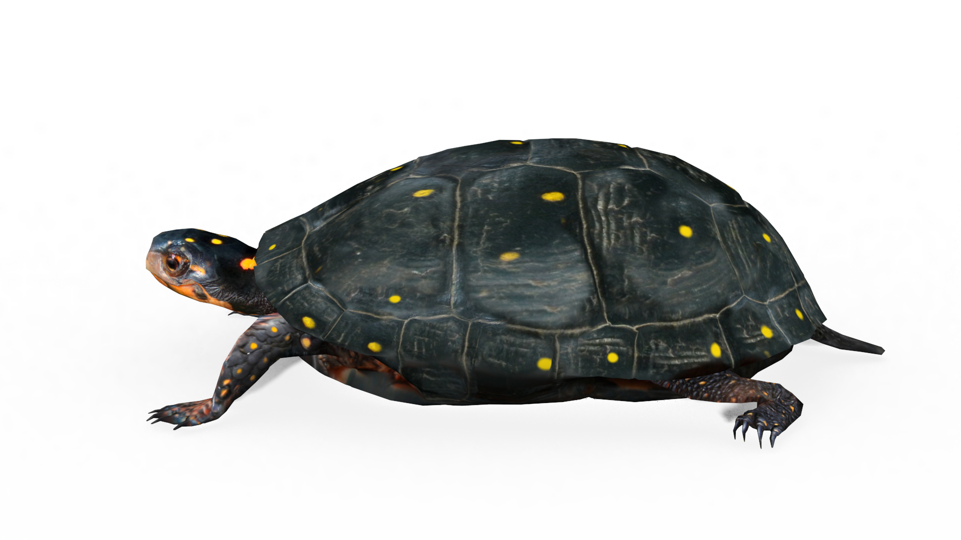 turtle reptile 3D https://p.turbosquid.com/ts-thumb/vm/2zLoxq/mt2q2MEI/0805/png/1603968024/1920x1080/turn_fit_q99/99b7b6821984ef623c588146de36f4250de9d9de/0805-1.jpg