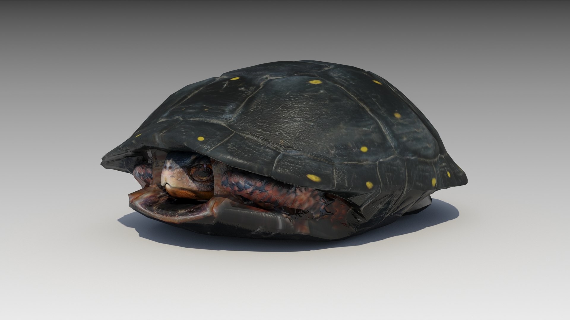 turtle reptile 3D https://p.turbosquid.com/ts-thumb/vm/2zLoxq/pLXl9An0/spottedturtle_screenshot_02/jpg/1602678045/1920x1080/fit_q87/dbc6497c545db570786c96bacaa557aeb2cd9413/spottedturtle_screenshot_02.jpg