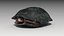 Spotted-turtle